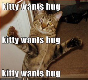 kitty wants hug kitty wants hug kitty wants hug