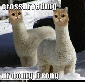 crossbreeding  ur doing it rong