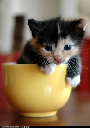 Cyoot Kitteh of teh Day: Cup of Cute