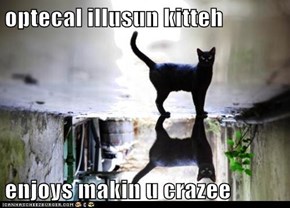 optecal illusun kitteh  enjoys makin u crazee