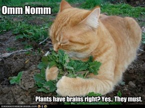 Vegan Zombie Cat