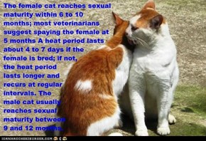 Fun Cat Facts #68