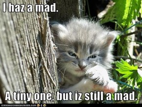 Classic LOLcat