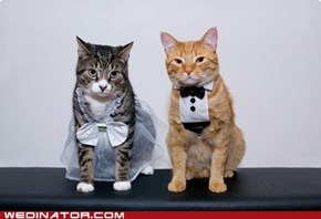 Wedding of Cat and Cat
