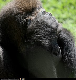Gorilla facepalm