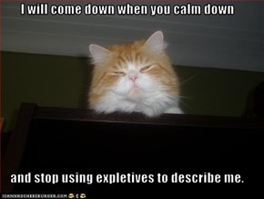 Classic LOLcat