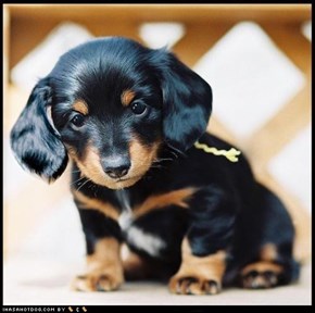 Cyoot Puppy ob teh Day: Silky Smooth