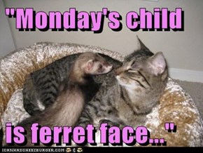 "Monday's child  is ferret face..."