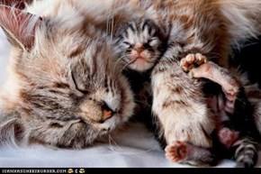 Cyoot Kittehs of teh Day: My Great Protector