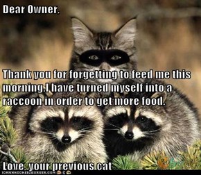 Dear Owner, Thank you for forgetting to feed me this morning.I have turned myself into a raccoon in order to get more food. Love, your previous cat