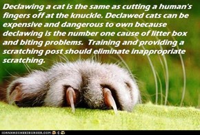 Fun Cat Facts #87