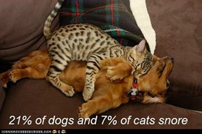 Fun Cat Facts #86