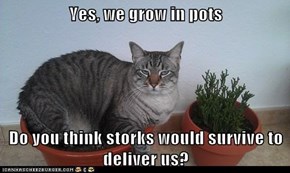 Yes, we grow in pots  Do you think storks would survive to deliver us?