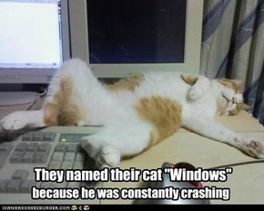 They named their cat "Windows"