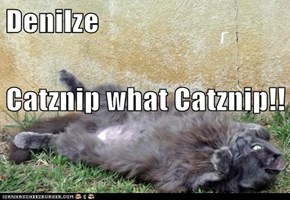 Denilze Catznip what Catznip!!