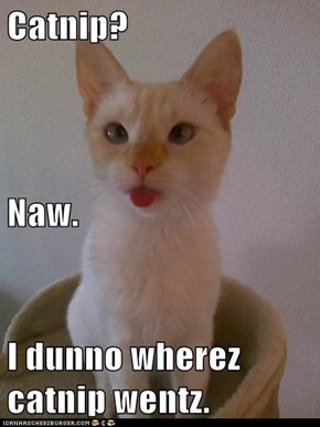 Catnip? Naw. I dunno wherez catnip wentz.
