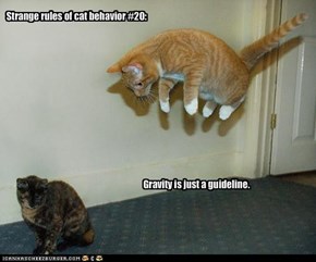 Classic LOLcat