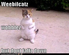 Weebilcatz wobblez but dont fallz down