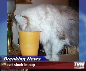 Breaking News - cat stuck in cup