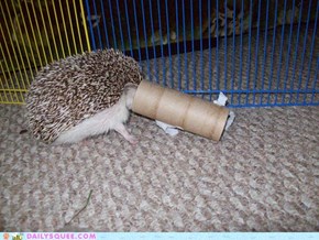 Reader Squee: Cinos the hedgehog