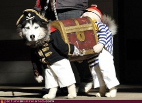 Pirate Dog