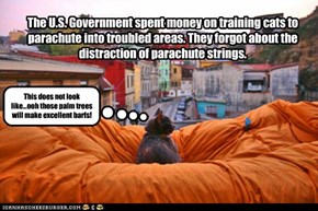 The U.S. Government spent money on training cats to parachute into troubled areas. They forgot about the distraction of parachute strings.