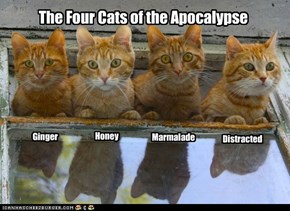 The Four Cats of the Apocalypse