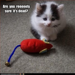 Classic LOLcat