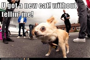 U got a new cat! without tellin' me!