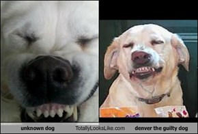unknown dog Totally Looks Like denver the guilty dog