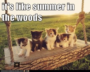 it's like summer in the woods