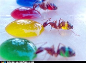 Ants Love Sugar and Food Coloring