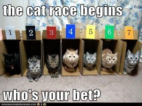 the cat race begins  who's your bet?
