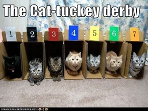 The Cat-tuckey derby