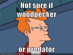 Not sure if woodpecker  or predator