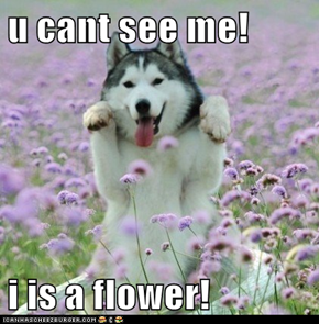 u cant see me!   i is a flower!