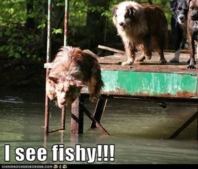 I see fishy!!!