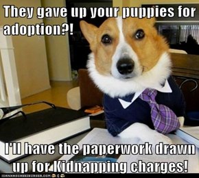 They gave up your puppies for adoption?!  I'll have the paperwork drawn up for Kidnapping charges!