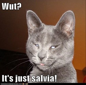 Wut?  It's just salvia!