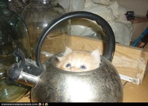 Cyoot Kitteh of teh Day: Tea Time!
