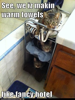 See, we iz makin warm towels  like fancy hotel