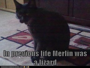 In previous life Merlin was a lizard