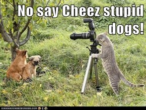 No say Cheez stupid dogs!