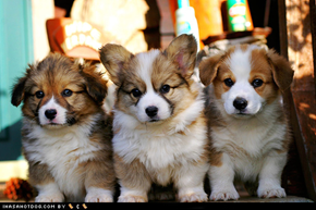 Cyoot Puppy ob teh Day: Floofy Corgis