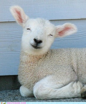 Smiley Sheep 