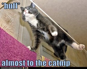 *huff*  almost to the catnip