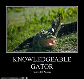 Knowledgeable Gator