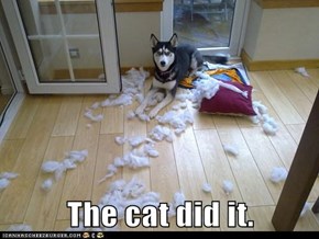 The cat did it.