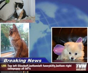 Breaking News - Top left Elizabuff,bottomleft funnykitty,bottom right cutepuppy all bff's