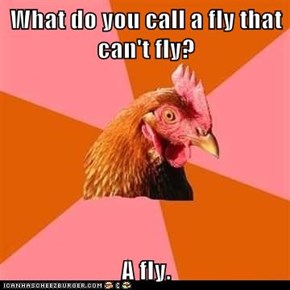 Anti-Joke Chicken: Anything Else Would be Inaccurate 